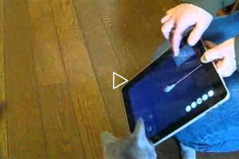 Kitten and iPad game App - Enjoy with cat -