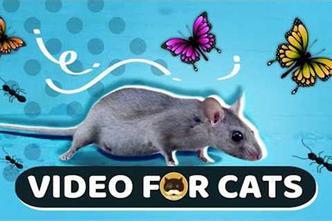 CAT GAMES - Mice, Birds, Ants, Butterflies, Squirrels | CAT & DOG TV.