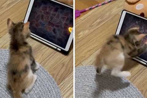 Kitten gets super excited to play tablet game for pets