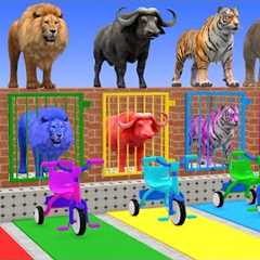 Long Slide Game With Cow Elephant Gorilla Hippopotamus Tiger 3d Animal Game Funny 3d Animals
